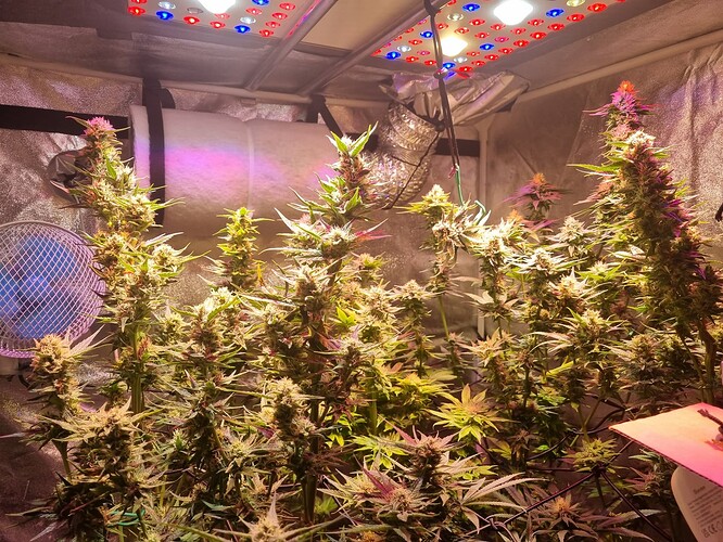 Growreport Bild 43
