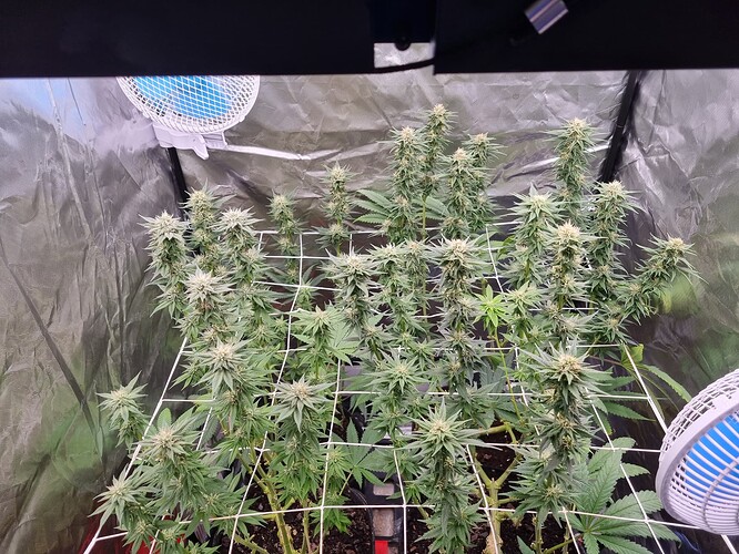 Growreport Bild 2