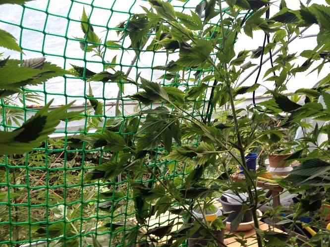 Growreport Bild 3