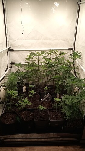 Growreport Bild 27