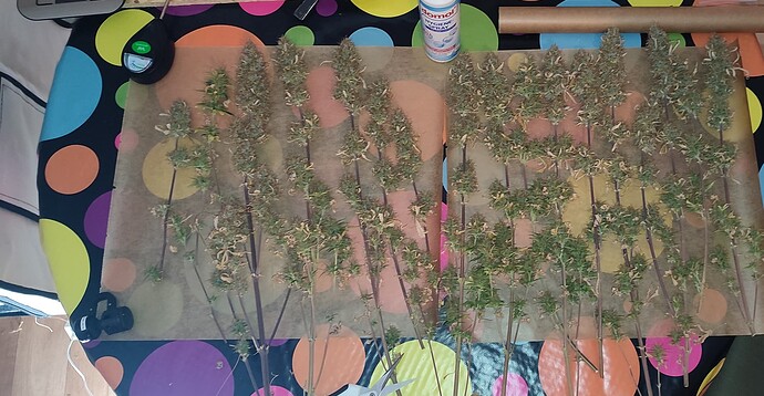 Growreport Bild 1