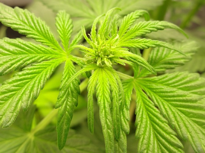 Growreport Bild 21