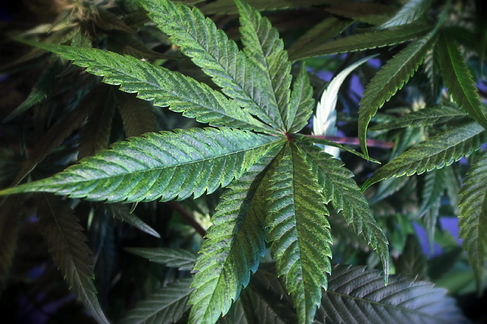Growreport Bild 17
