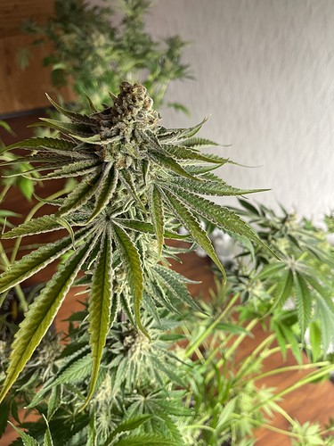 Growreport Bild 48