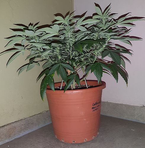 Growreport Bild 4