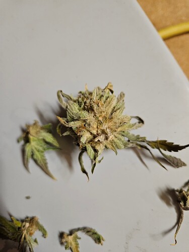 Growreport Bild 52