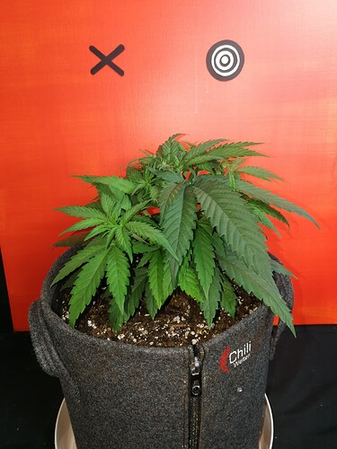 Growreport Bild 24