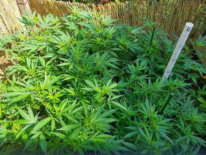 Growreport Bild 3