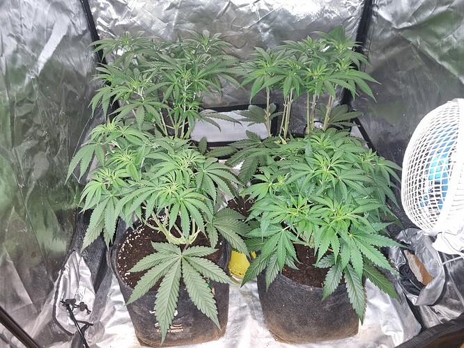 Growreport Bild 46
