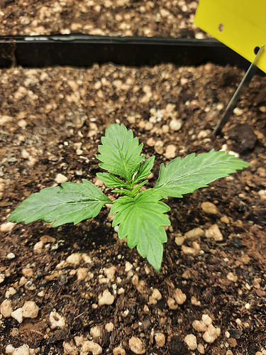 Growreport Bild 3