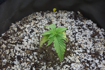 Ein junger Cannabis-Keimling mit mehreren Blättern in einem Topf mit Erde und Perlit.