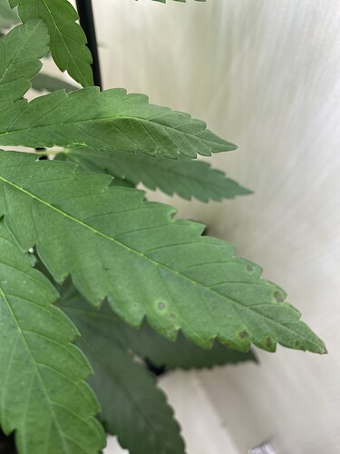 Growreport Bild 3