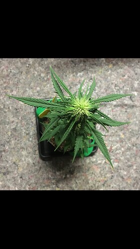 Growreport Bild 18