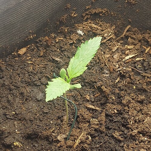 2023-02-28-19-45-18-133