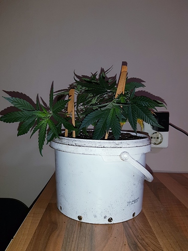 Growreport Bild 18