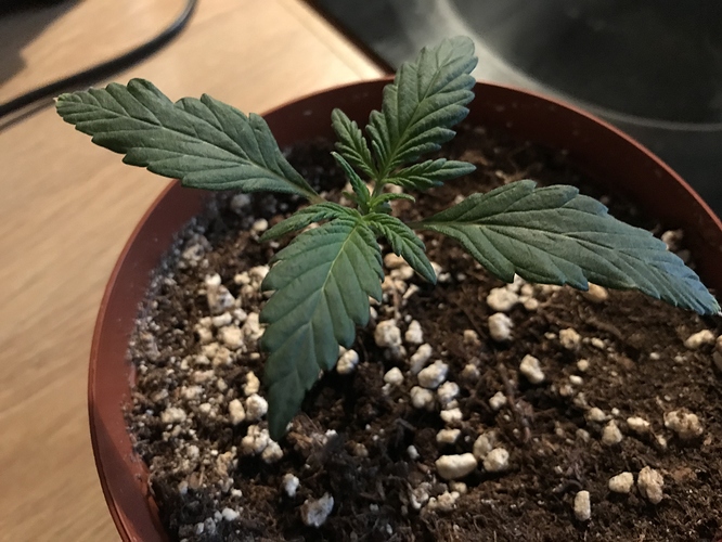 Growreport Bild 1