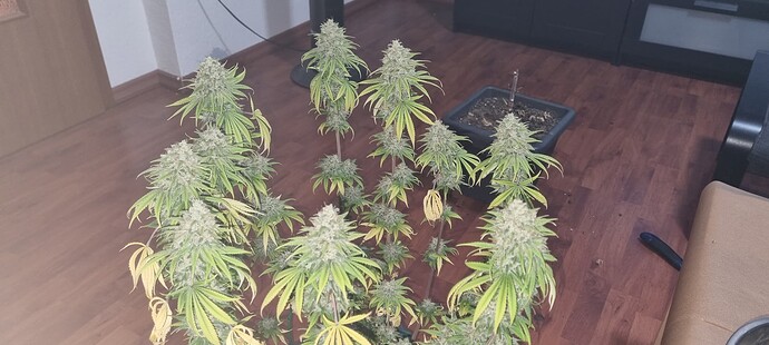 Growreport Bild 13
