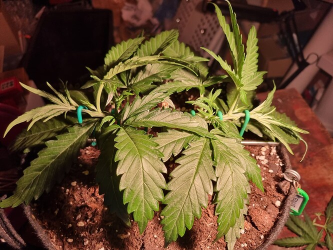 Growreport Bild 2