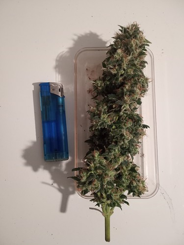 Growreport Bild 38
