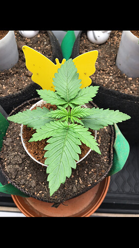 Growreport Bild 5