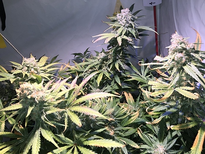 Growreport Bild 4