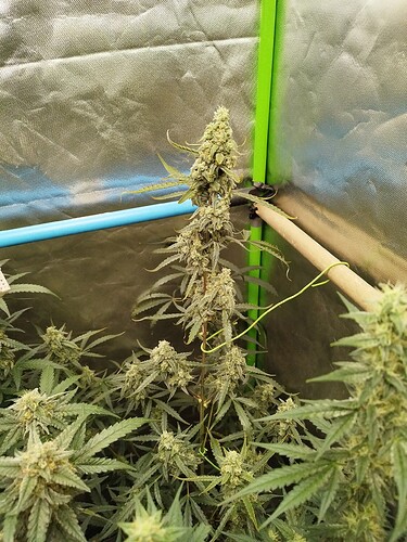 Growreport Bild 4