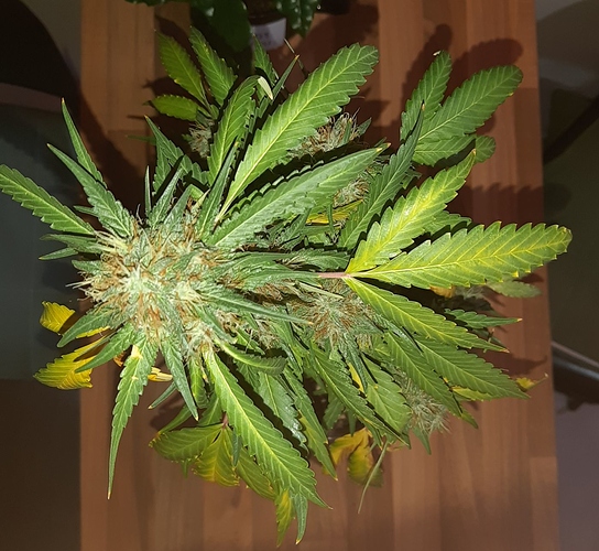 Growreport Bild 5