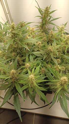 Growreport Bild 1
