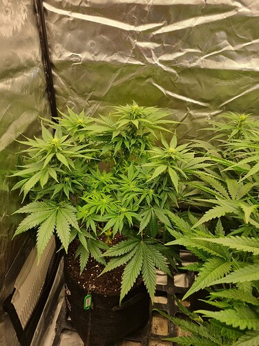 Growreport Bild 54