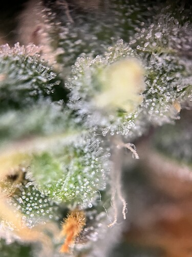Growreport Bild 23