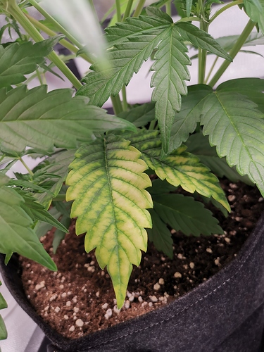 Growreport Bild 4
