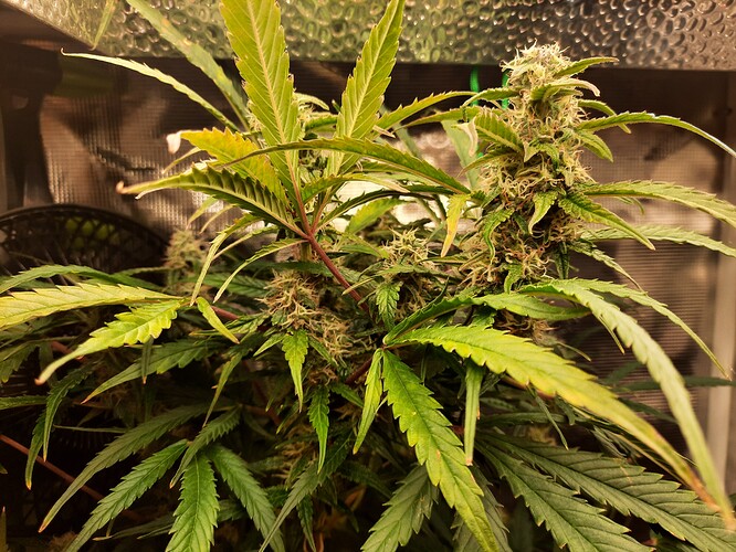 Growreport Bild 4