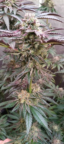 Growreport Bild 11