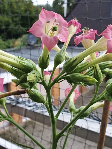 Growreport Bild 1
