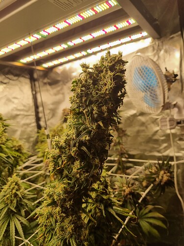 Growreport Bild 13