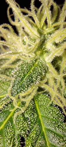 Growreport Bild 8
