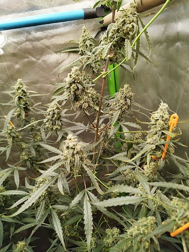 Growreport Bild 19