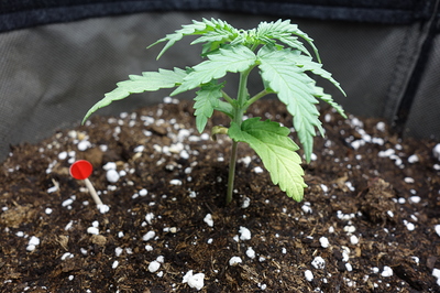 Ein junger Cannabissämling in einem Topf mit Erde, der gerade zu wachsen beginnt. Ein kleiner roter Markierungsstift ist neben der Pflanze im Boden zu sehen.