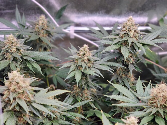 IMG_20220722_211745_Bokeh