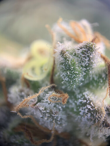 Growreport Bild 13