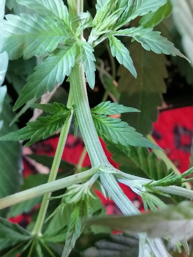 Growreport Bild 1