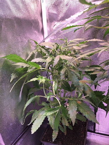 Growreport Bild 11