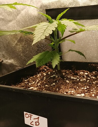 Growreport Bild 38