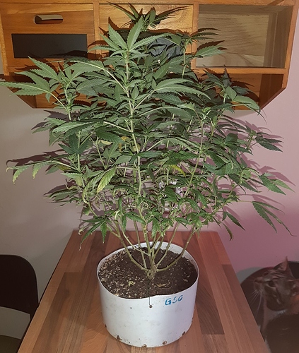 Growreport Bild 1