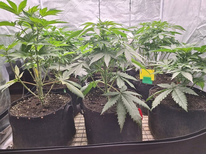 Growreport Bild 19
