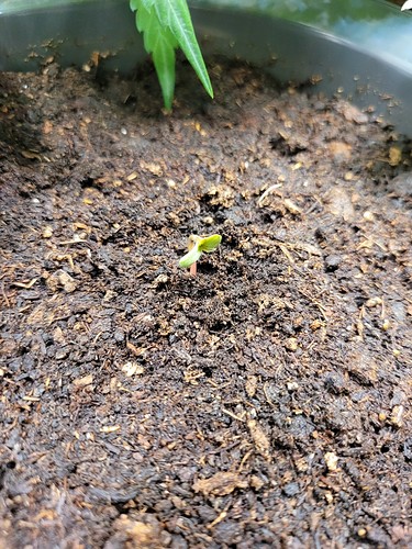Growreport Bild 3