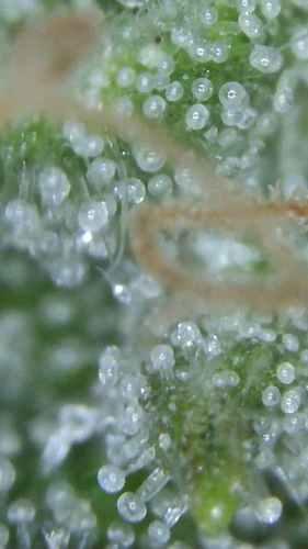 Growreport Bild 1