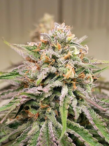Growreport Bild 32