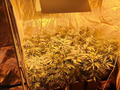 Growreport Bild 13