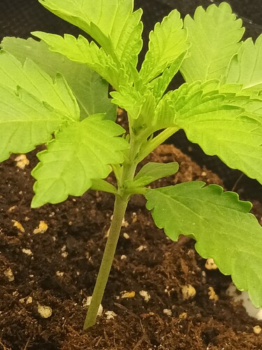 Growreport Bild 24